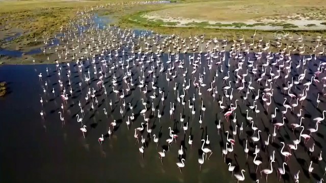 AKSARAY - Popülasyondaki artış ve besin azlığı Tuz Gölü'nde yavru flamingo kayıplarına neden oluyor