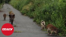 Nace un extraño híbrido entre jabalíes radiactivos y cerdos en Fukushima