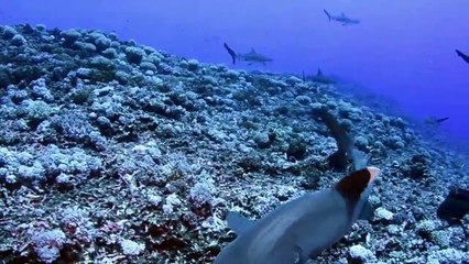 Sharks of Lost Island 2013