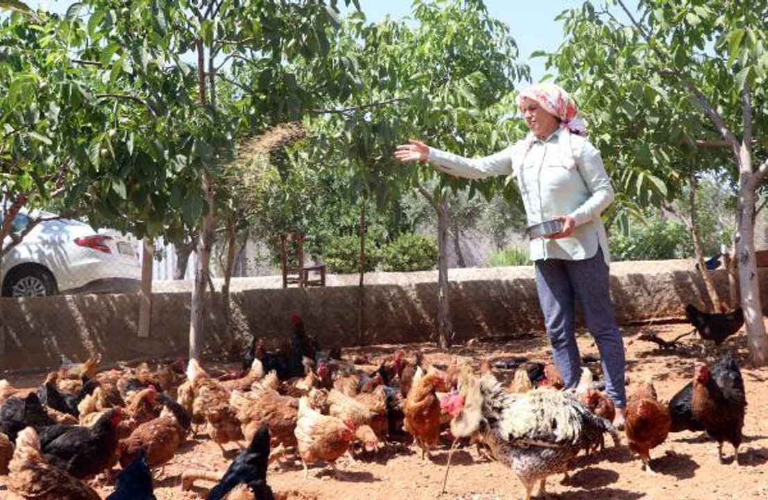 Orman kurmak için tavuklarını satışa çıkardı: Çocuğum olmuyor, dünyaya ağaç bırakmak istedim
