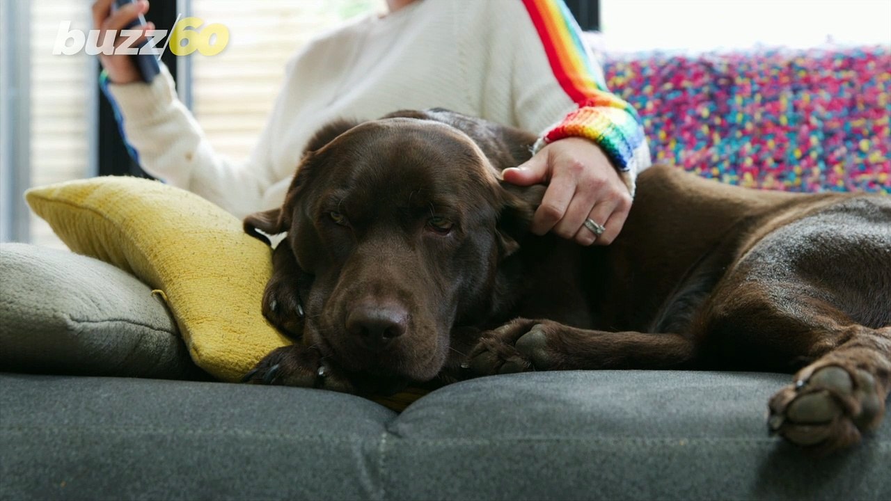 Dogs Are Adorable Unless They Have Bad Manners