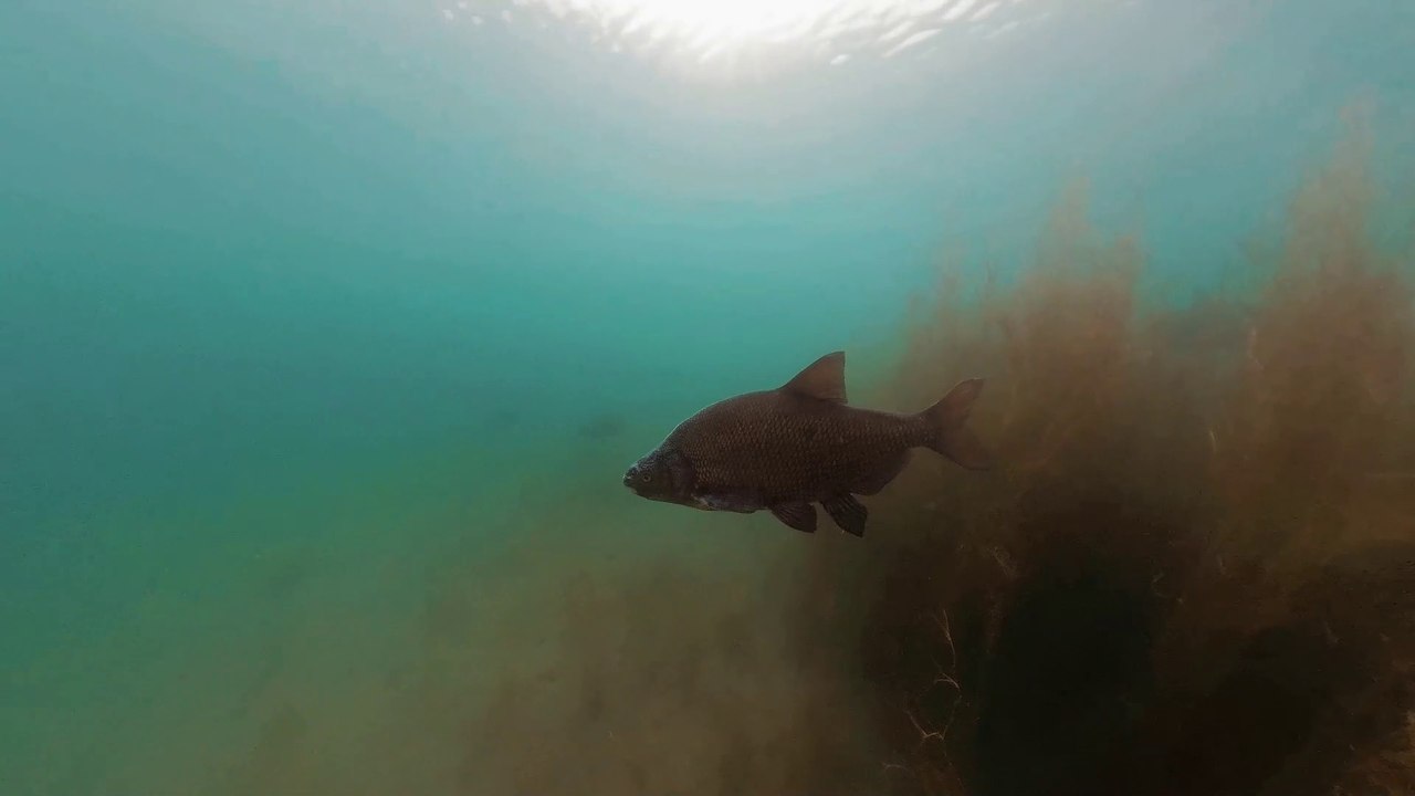 Brème commune dans le Lac Léman pendant une fraie
