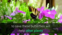 The San Diego Zoo is racing to save these rare butterflies before they