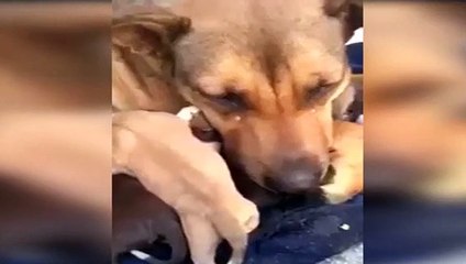 Yavruları için ağladı