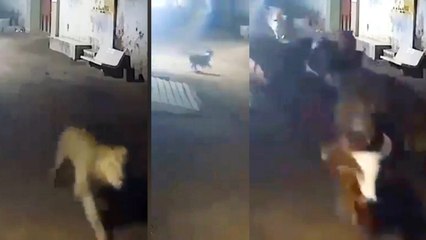 ಸಿಂಹಕ್ಕೆ ಆಹಾರವಾಗಬೇಕಿದ್ದ ದನಗಳು ಜಸ್ಟ್ ಮಿಸ್ ಅಗಿದ್ದು ಹೇಗೆ ನೋಡಿ... | Oneindia Kannada