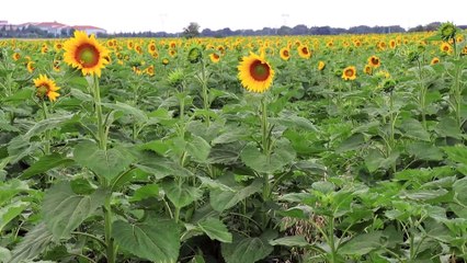 KIRKLARELİ - Trakya'da çiçeklenen 'sarı gelin' farklı renk tonlarıyla büyülüyor