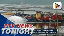 P8.9-M worth of milkfish, tilapia lost due to fish mortality in Talisay, Batangas