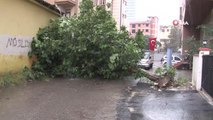 Kartal'da sağanak yağış nedeniyle ağaç devrildi