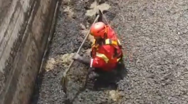 Arcisate (VA) - Gattino cade in una vasca di liquami: salvato dai Vigili del Fuoco (06.07.21)