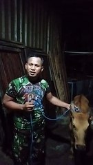 GEGER. Anak Sapi Terjatuh dari Truk di Jalan Trikora Banjarbaru, Punya Siapa?