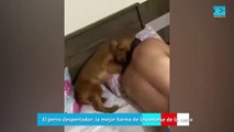 El perro despertador la mejor forma de levantarse de la cama