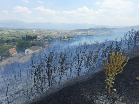 Ödemiş'te zeytinlikte çıkan yangın söndürüldü