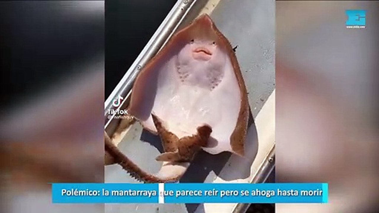 Polémico la mantarraya que parece reír pero se ahoga hasta morir