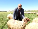 Koyun Keçi Yetiştiricileri Birliği Başkanı'ndan zincir marketlere kurbanlık fiyat tepkisi