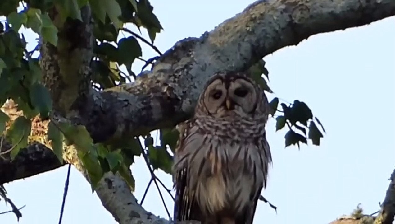 Baykuş, kuşlar tarafından saldırıya uğradı