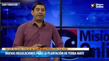 Nuevas regulaciones para la plantación de yerba mate