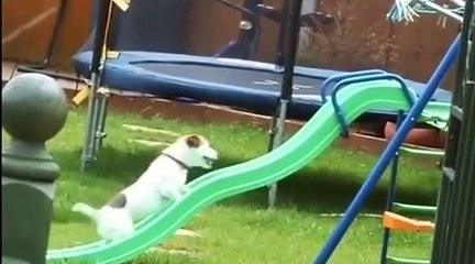 Dünyanın en şanssız köpekleri