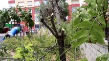 KONYA - Bir sitenin bahçesindeki ağaçların kesilmesi tepki çekti