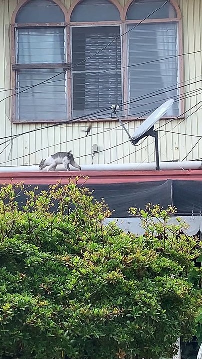 Bird Pecks at Cat's Back