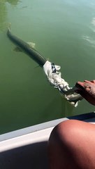 Unconventional Fishing Gear Catches Garpike