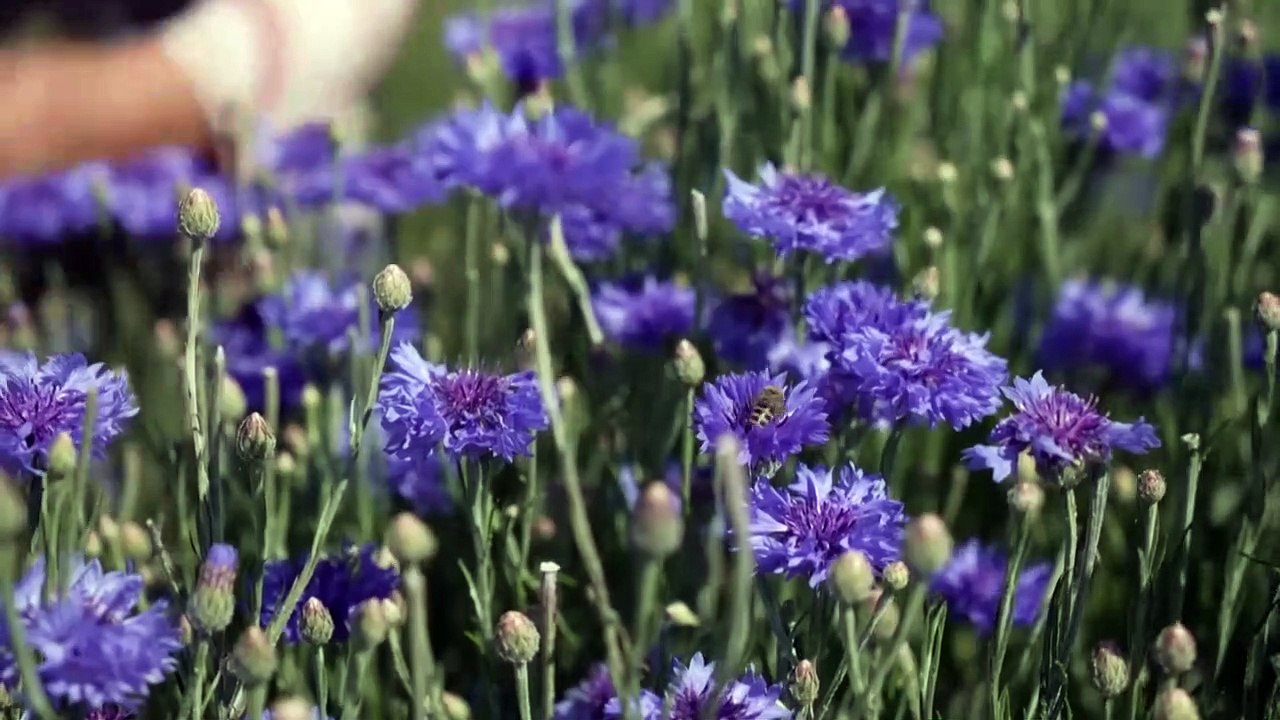 Ervas contra o coronavírus