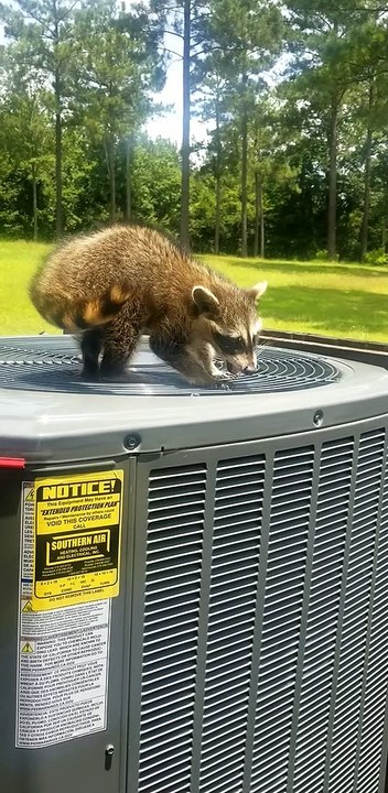 Raccoon Enjoys Breeze from Air Conditioner