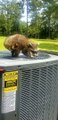 Raccoon Enjoys Breeze from Air Conditioner