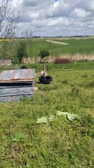 Ram Tirelessly Rams Tire Toy