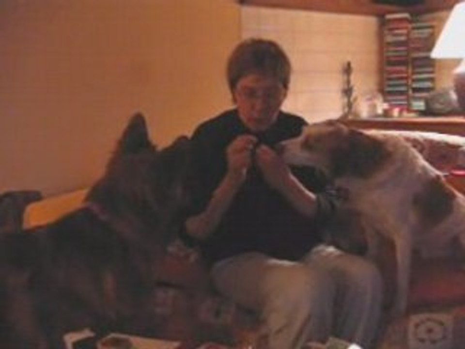 Athos et Saga : après véto, promenade, puis repos!