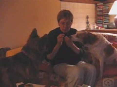 Athos et Saga : après véto, promenade, puis repos!