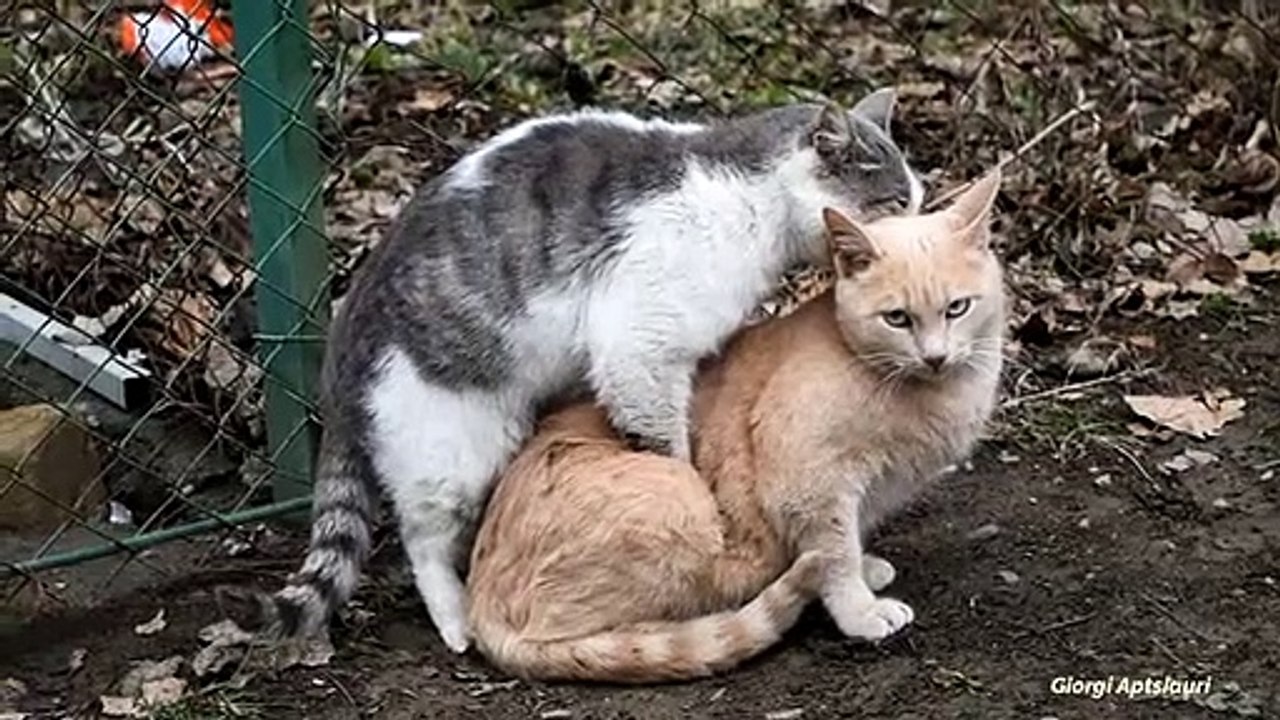 Accouplement de chats dur (avec succès)