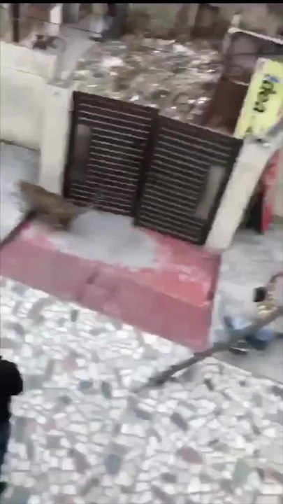 نمر يثير الهلع والدمار في الهند