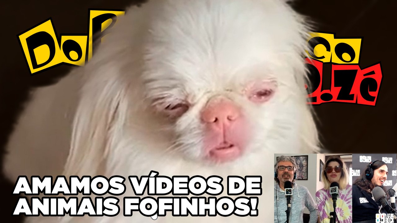 Os animais mais fofos da internet!