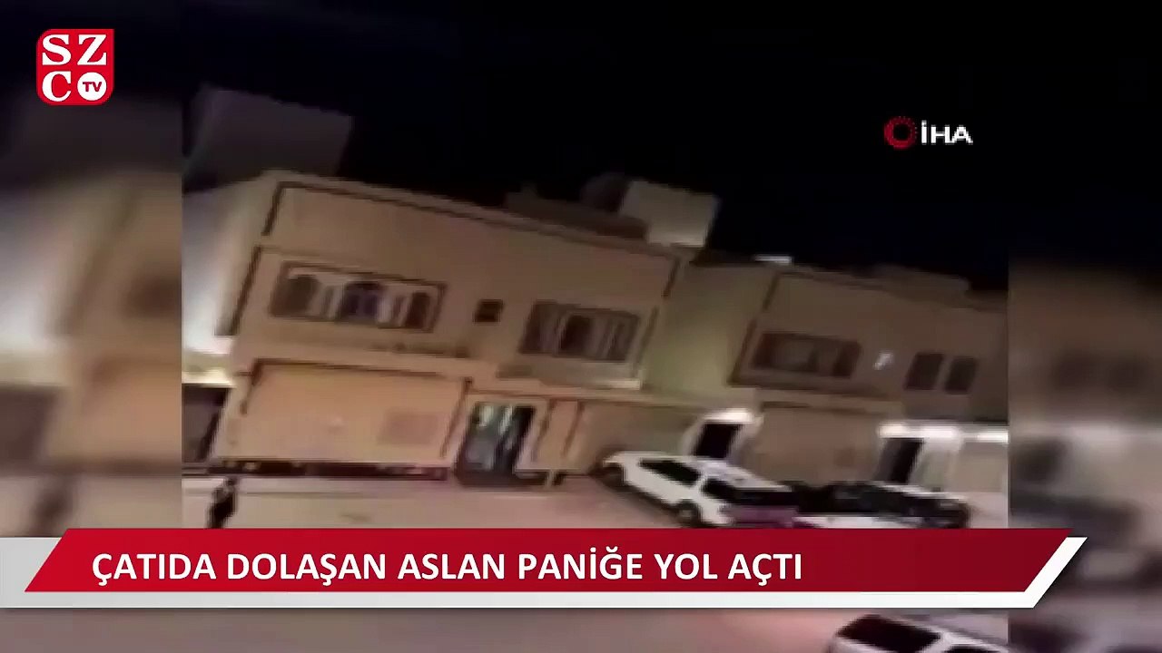 Suudi Arabistan'da evin çatısında dolaşan aslan paniğe neden oldu