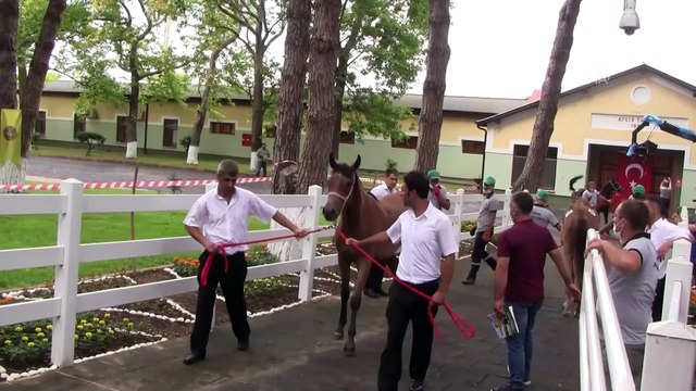 BURSA - Safkan Arap taylarının satışından 7 milyon liranın üzerinde gelir elde edildi
