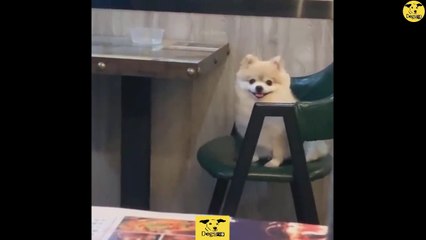 Funny Dogs | Cute baby Dog Videos | Dogs PRO Compilation 06