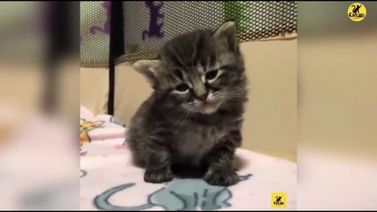 Cats | Funny & Cute Cats | Cats PRO | Cats Video compilation 06