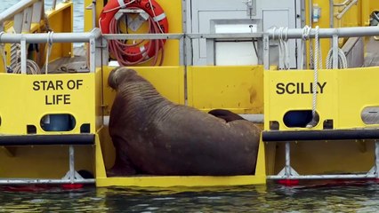 Wally the Walrus wreaks havoc on Isles of Scilly