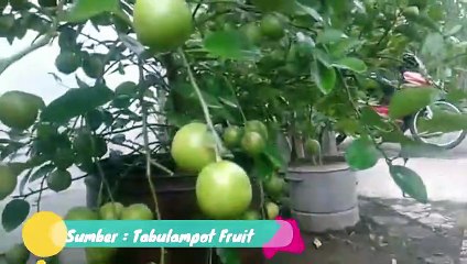 Jeruk Nipis (Citrus aurantifolia)