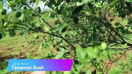 Jeruk Purut (Citrus hystrix)