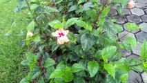 Kembang Sepatu (Hibiscus rosa-sinensis)