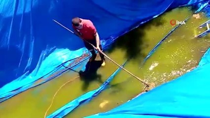 Mersin'de sulama havuzunu düşen tilki ekiplerce kurtarıldı