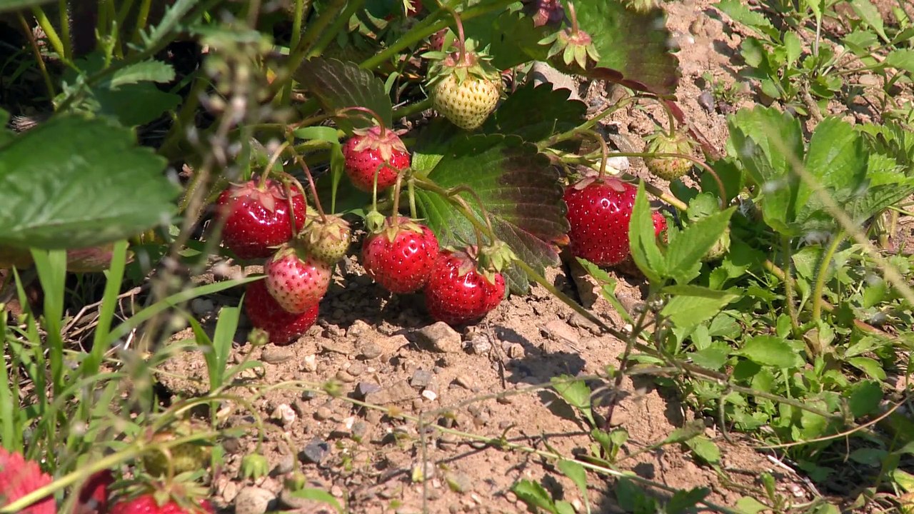 Place à la cueillette des fraises à Grande-Anse