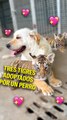 Tres tigres adoptados por un perro