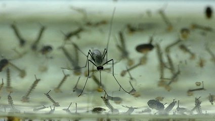 How to prevent mosquitoes after a hurricane