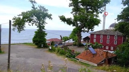 İki köy anlaşamadı, 812 yaşındaki çınar ağacının yolu trafiğe kapatıldı