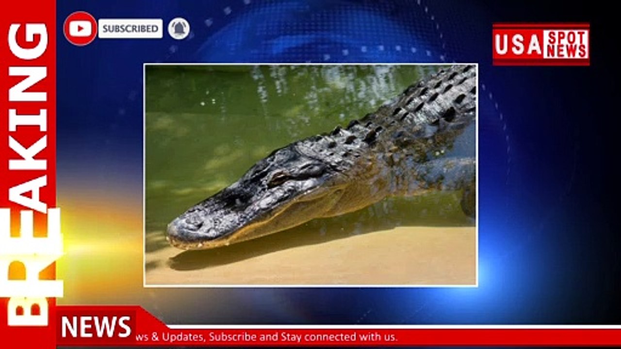Florida woman dies from apparent gator attack in retention pond