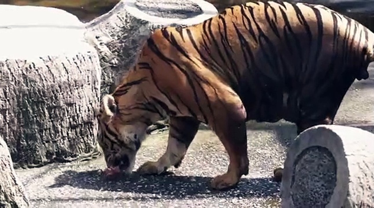 The tiger at the Zoo