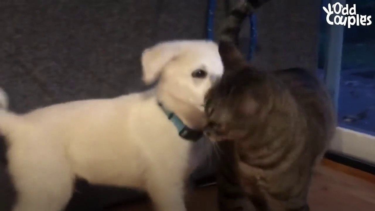 Cat Is NOT Happy About His New Puppy Brother _ The Dodo Odd Couples # ANIMAL LOVERS