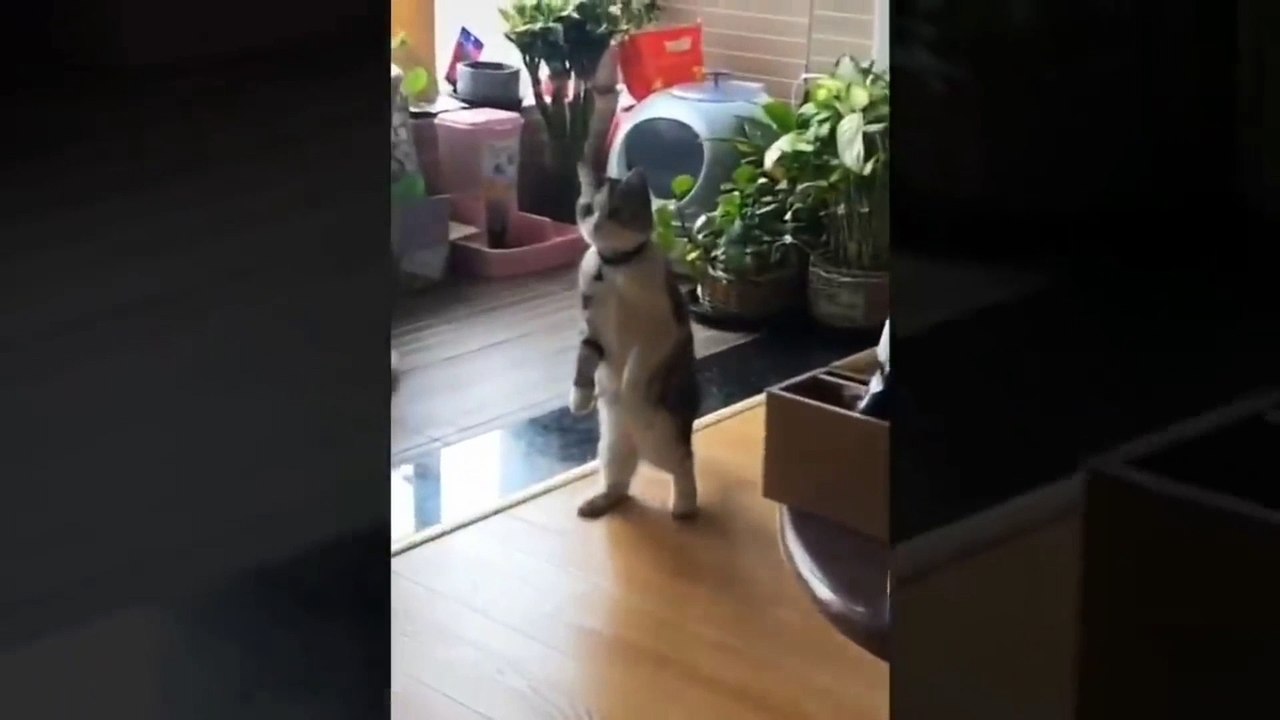 KUMPULAN VIDEO ANJING DAN KUCING LUCU